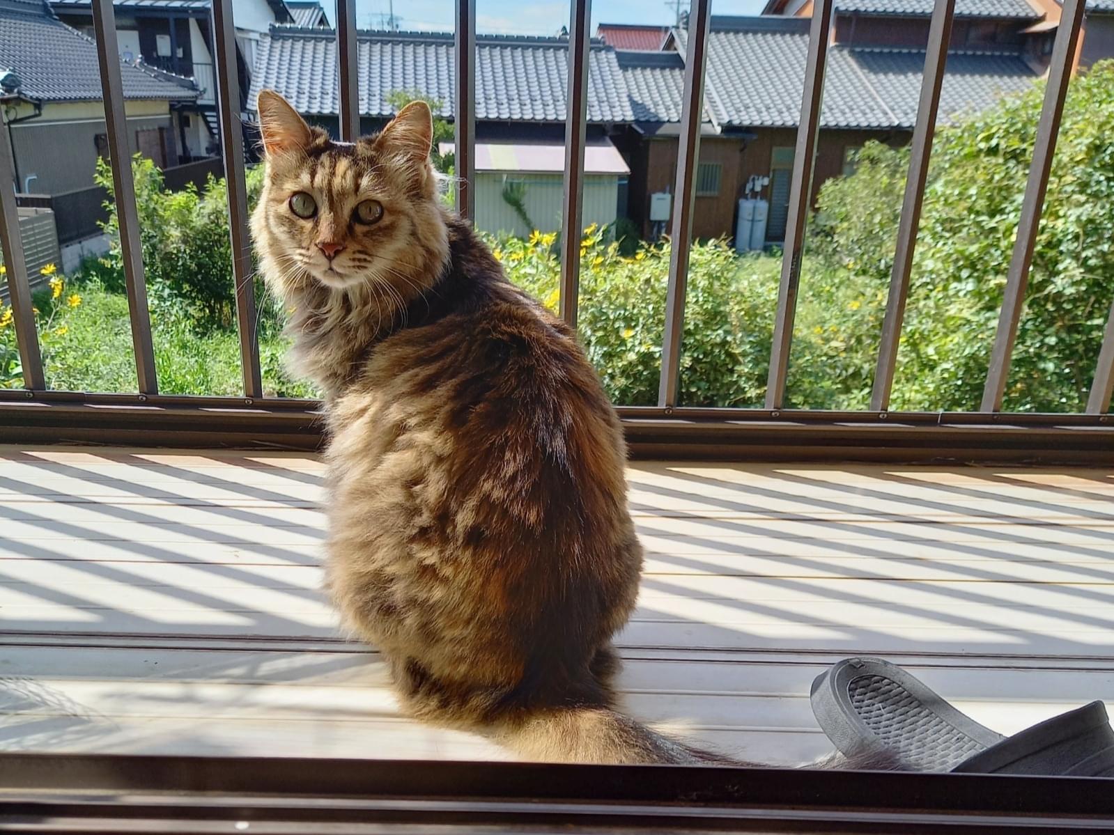 チーちゃん チーちゃん