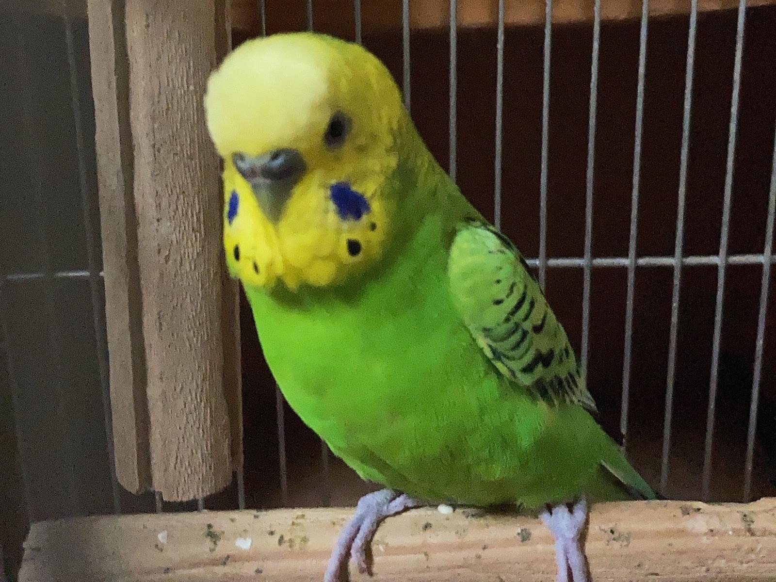 ぴーちゃん ぴーちゃん