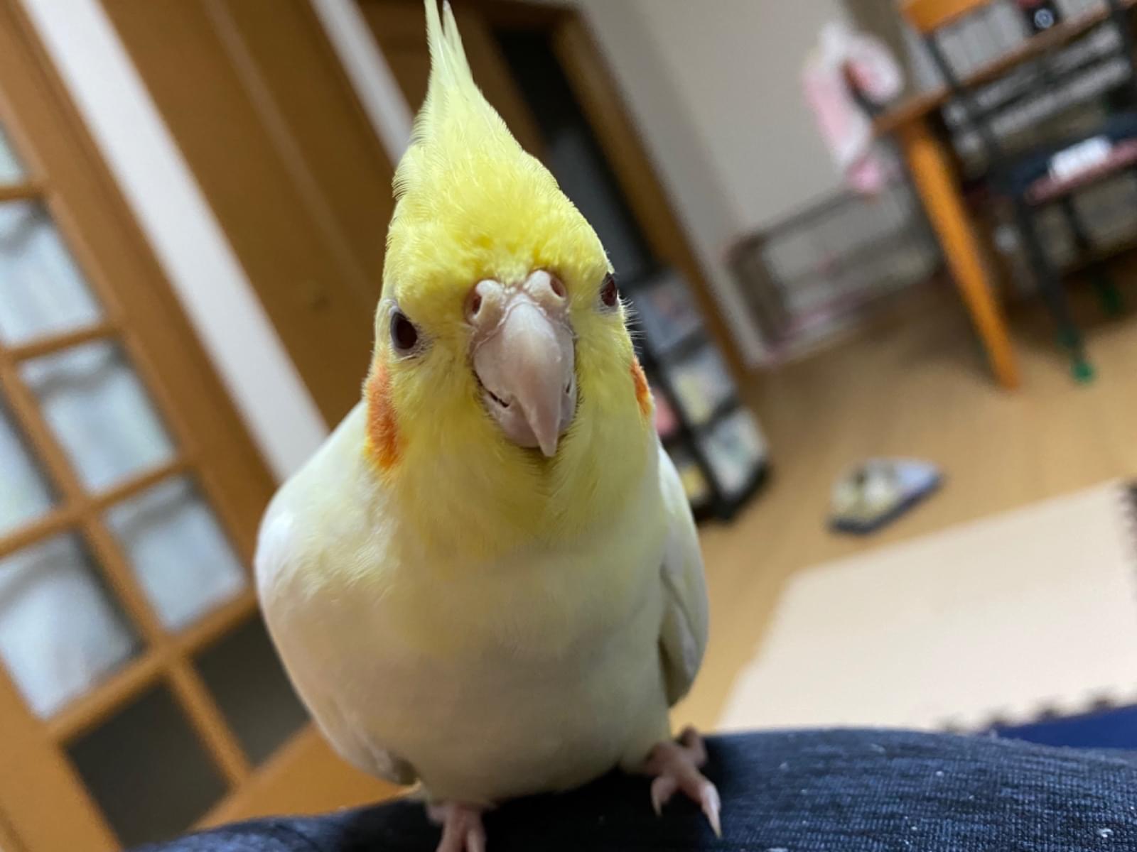 ココちゃん ココちゃん