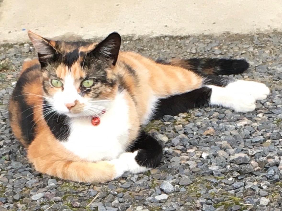 タマちゃん