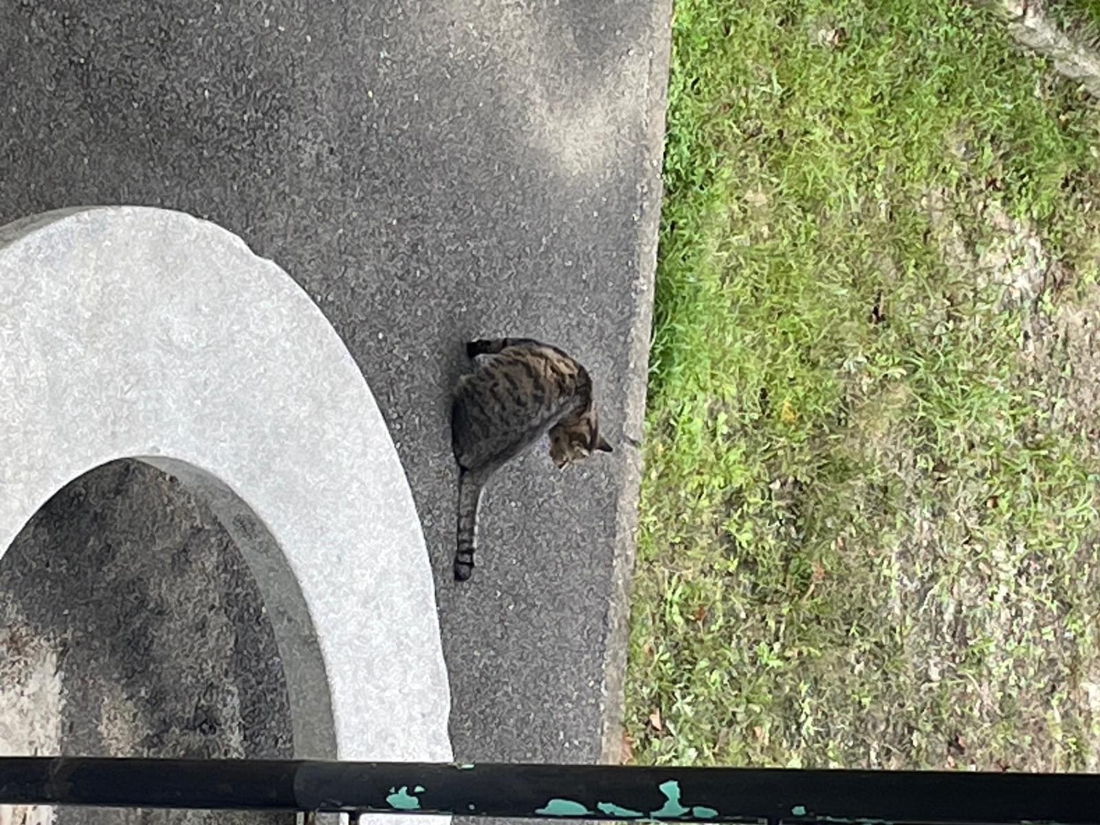 目撃された猫 目撃された猫