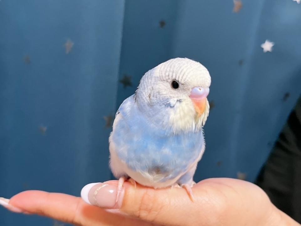 ジュライちゃん ジュライちゃん