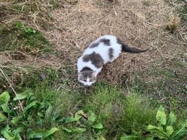 目撃された猫 目撃された猫