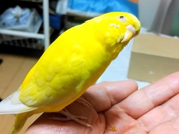 チコちゃん チコちゃん