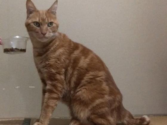 保護された猫 保護された猫