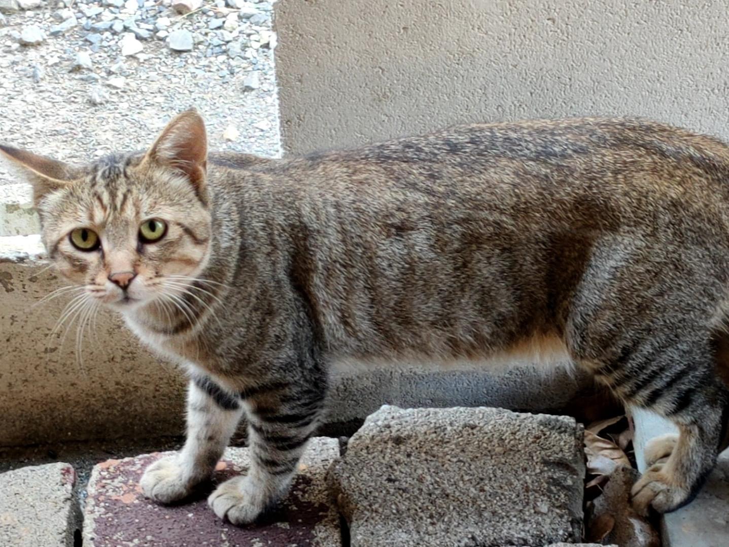 目撃された猫 目撃された猫