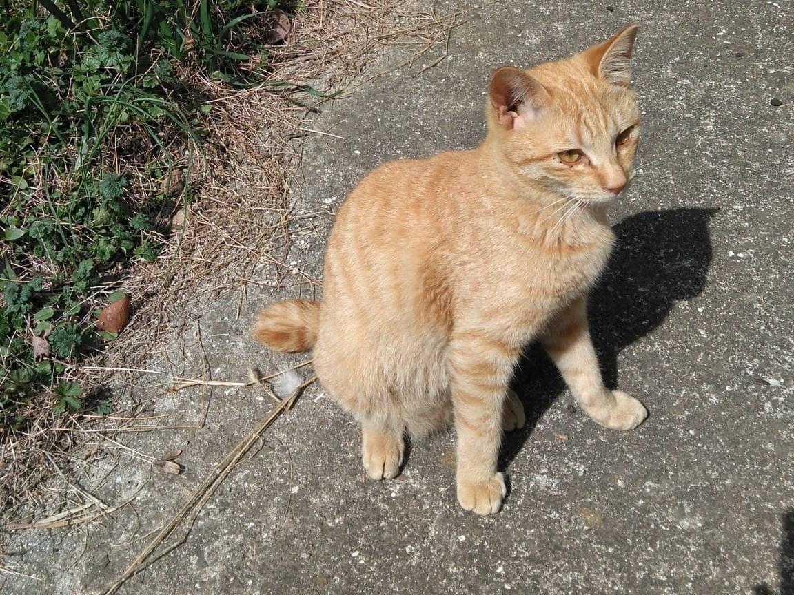 トラちゃん トラちゃん