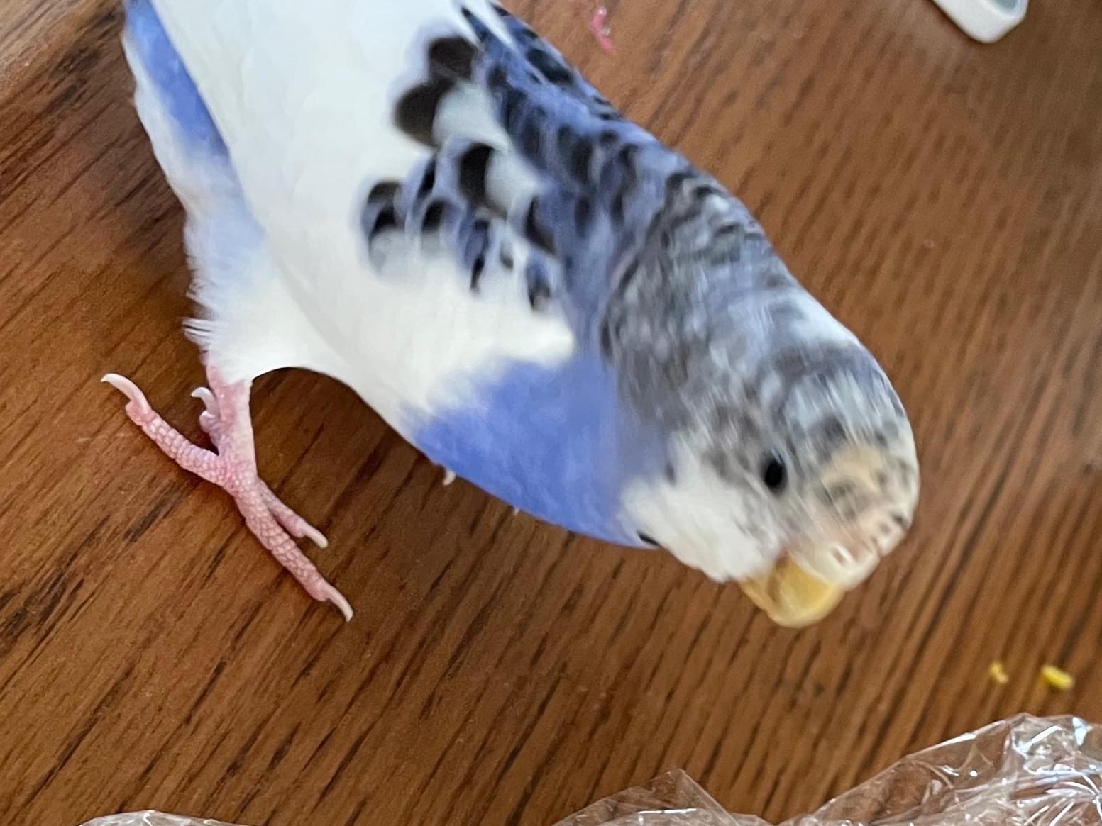 テンちゃん テンちゃん