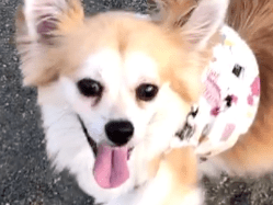 すいかちゃん すいかちゃん