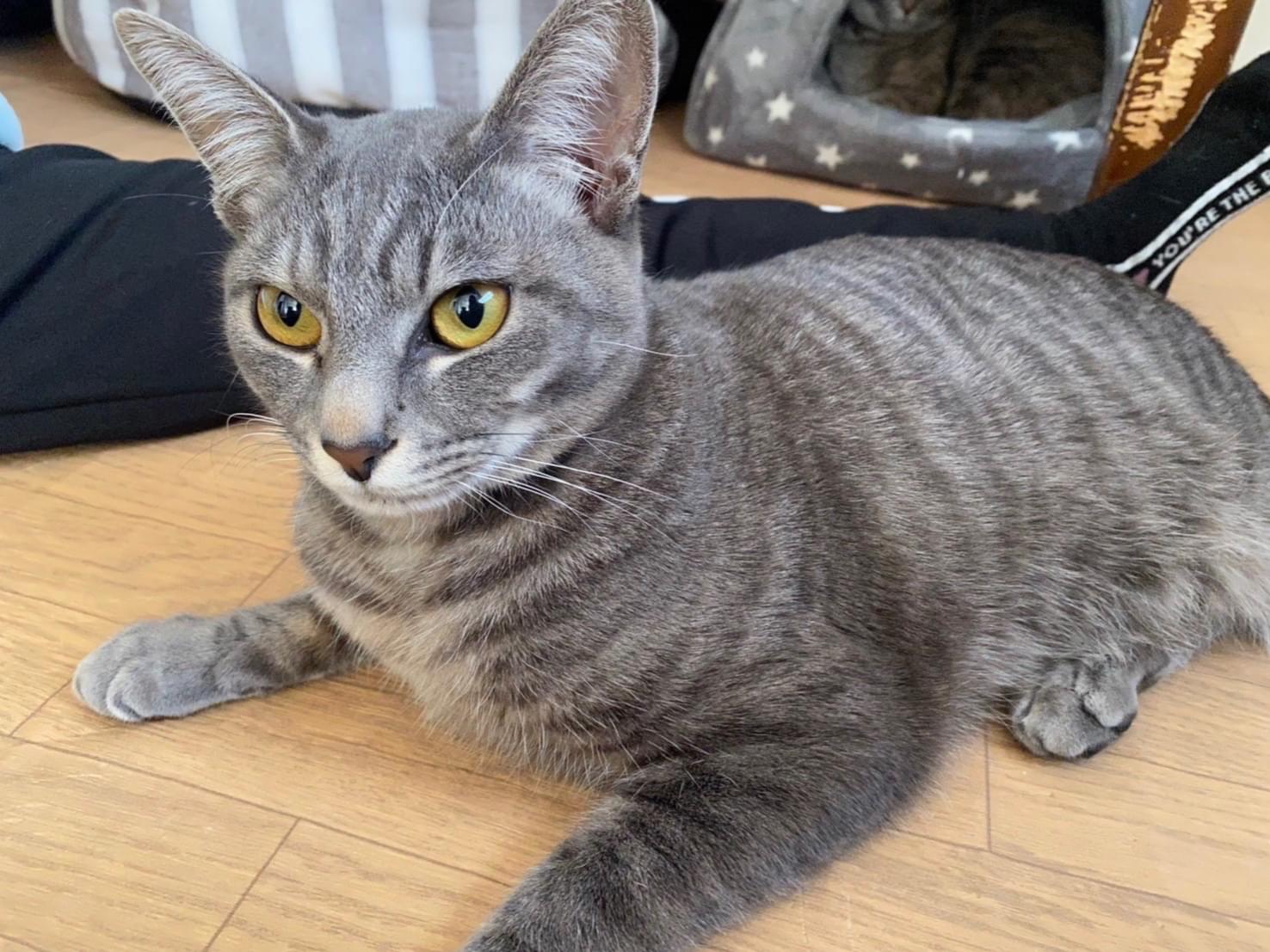 ハウルちゃん ハウルちゃん