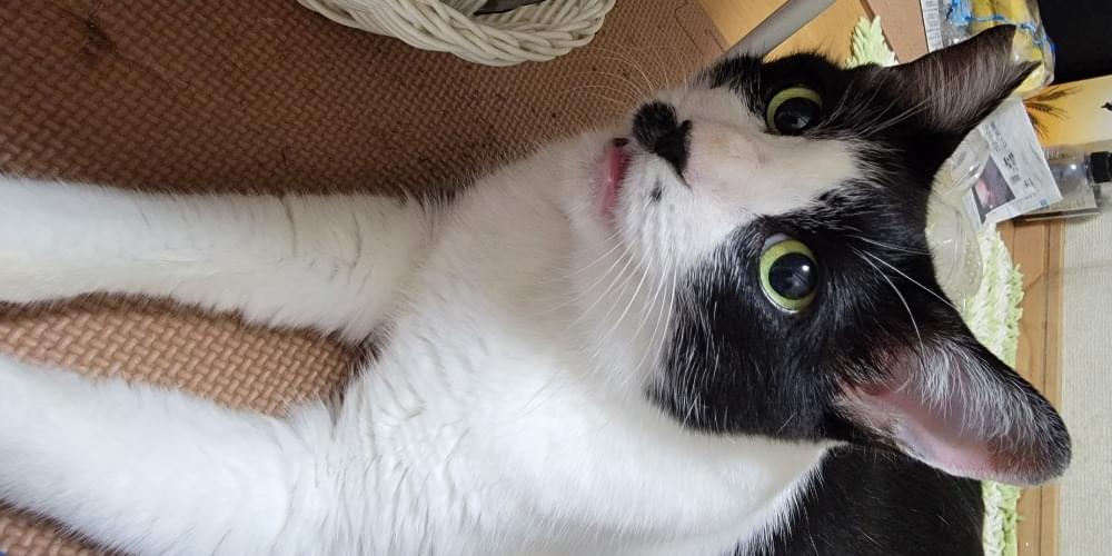 鍵しっぽの白黒猫です