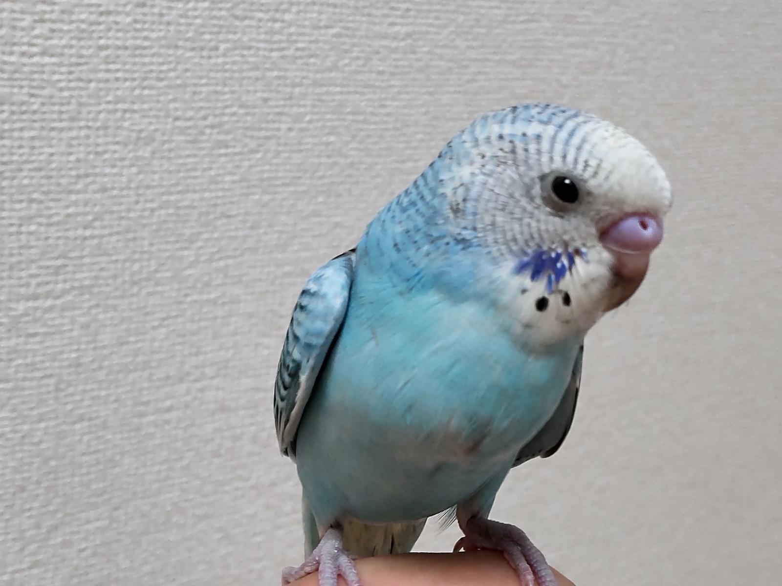 保護された鳥 保護された鳥