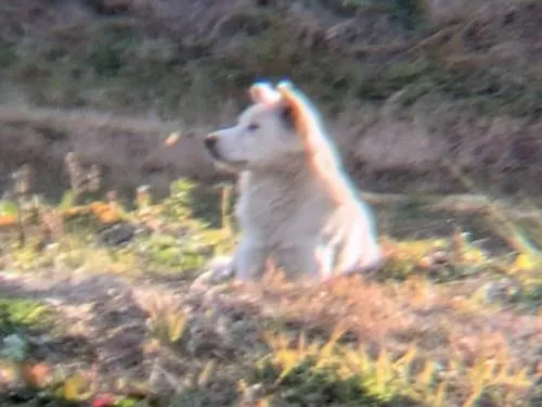 【中古】 掟の紋章 首輪のない犬 ｎｏ．１/実業之日本社/那須輝一郎 首輪無しのフサフサの白い犬を見かけました。