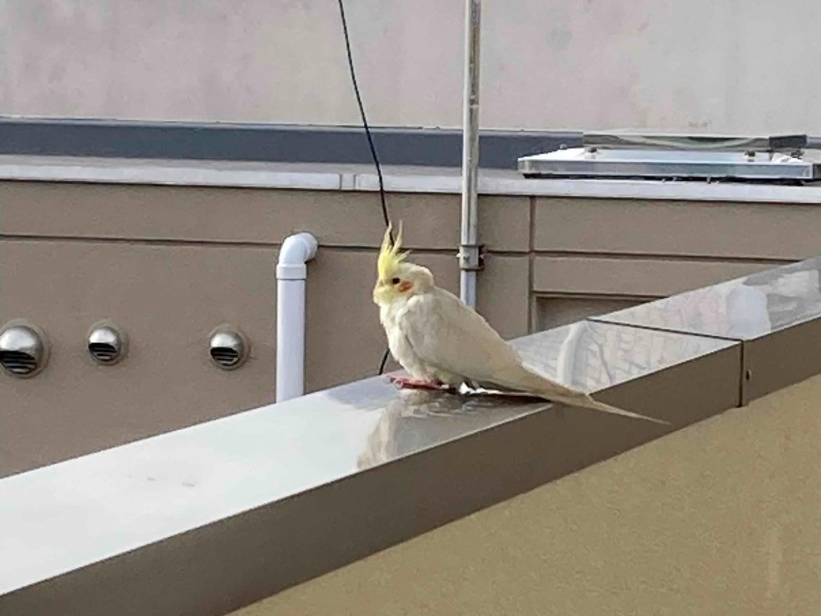 目撃された鳥 目撃された鳥