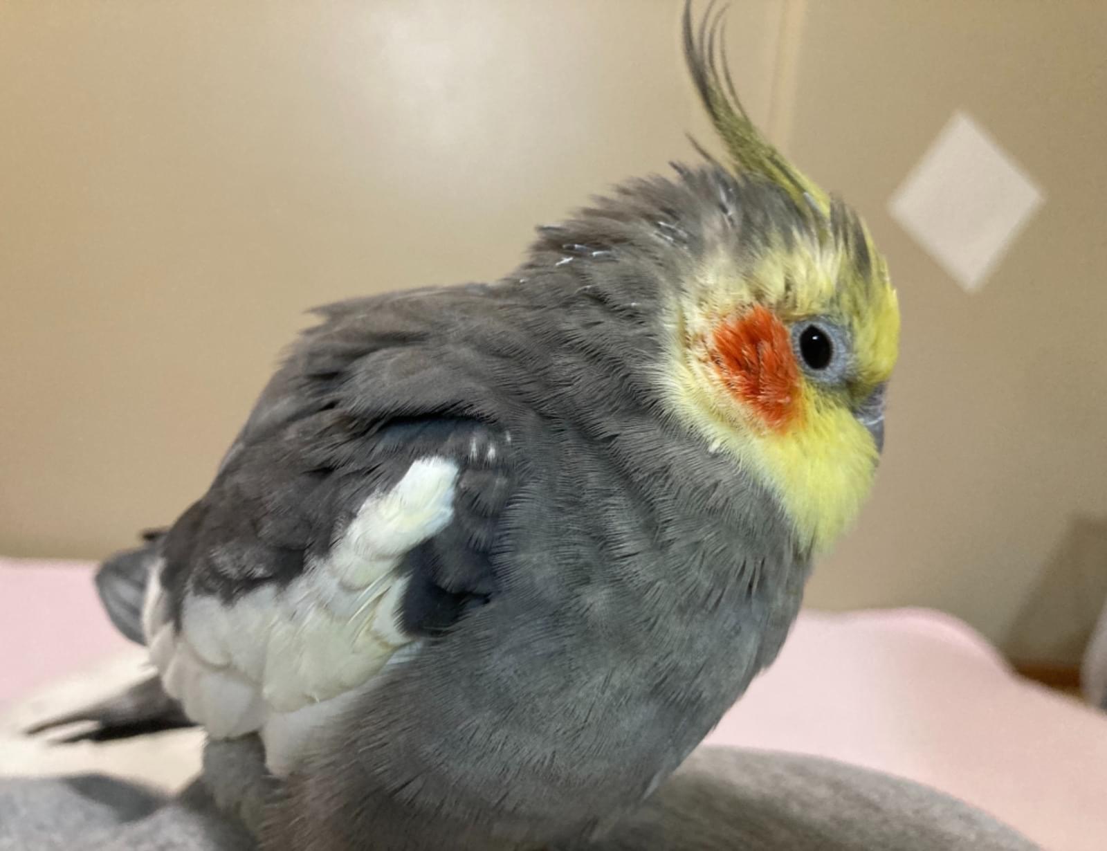 オカメインコが脱走してしまいました