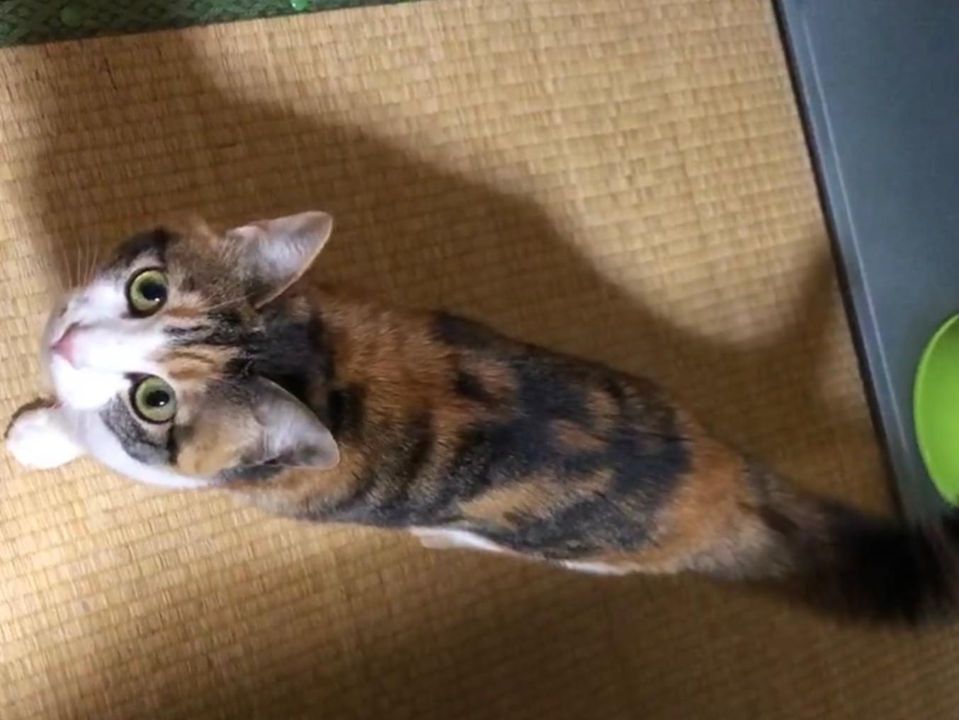 きなこちゃん きなこちゃん