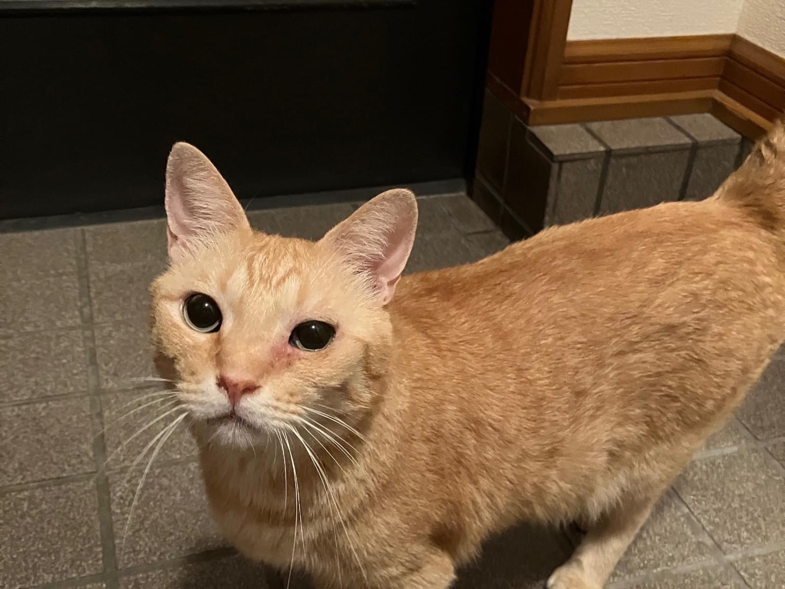 虎男ちゃん 虎男ちゃん