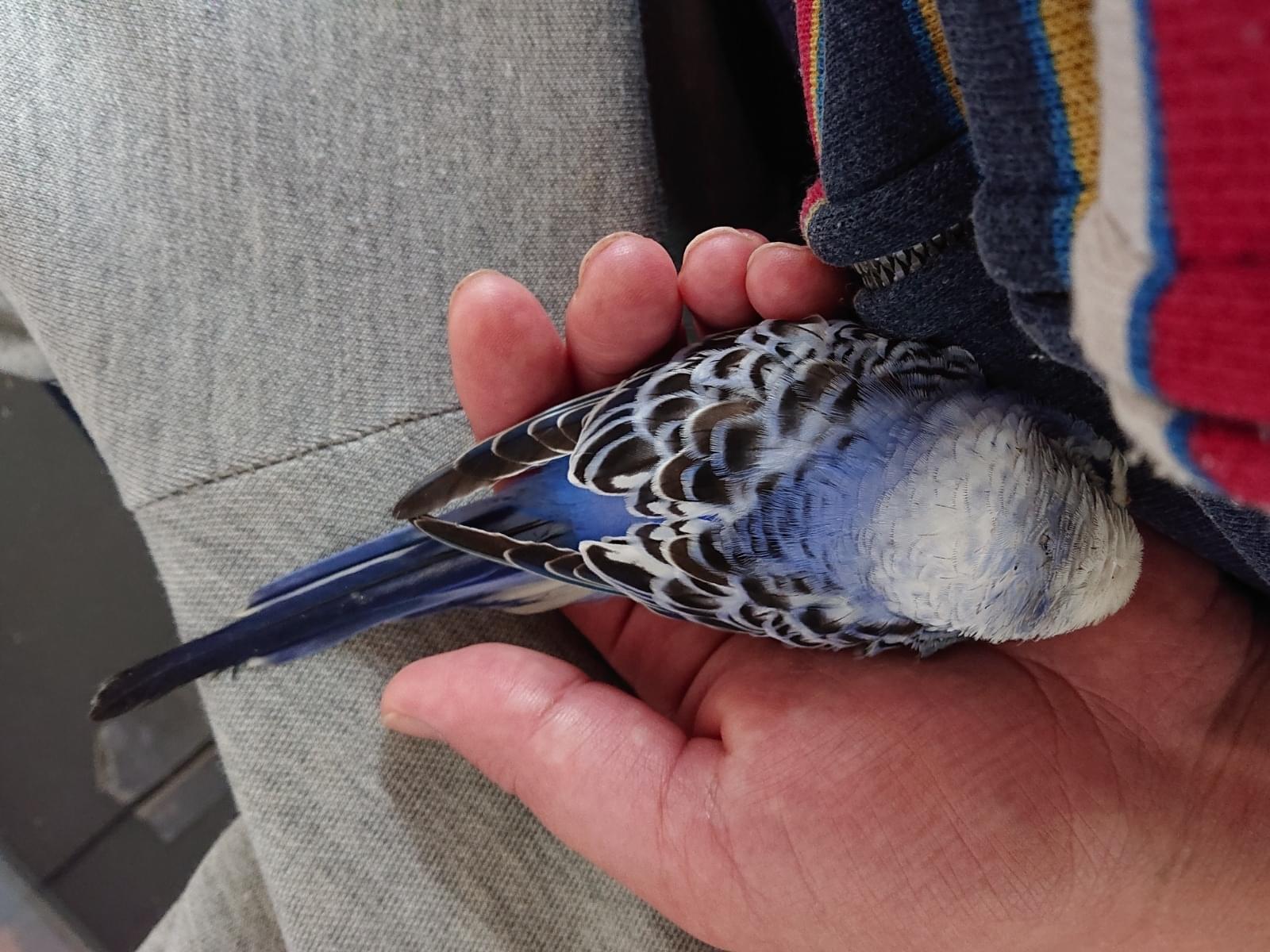 保護された鳥 保護された鳥