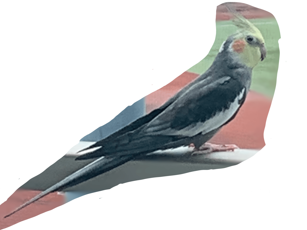 目撃された鳥 目撃された鳥