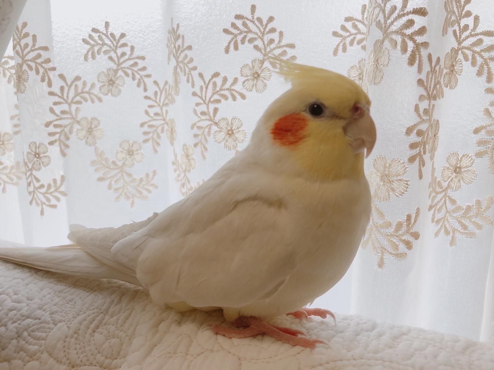 うずらちゃん うずらちゃん