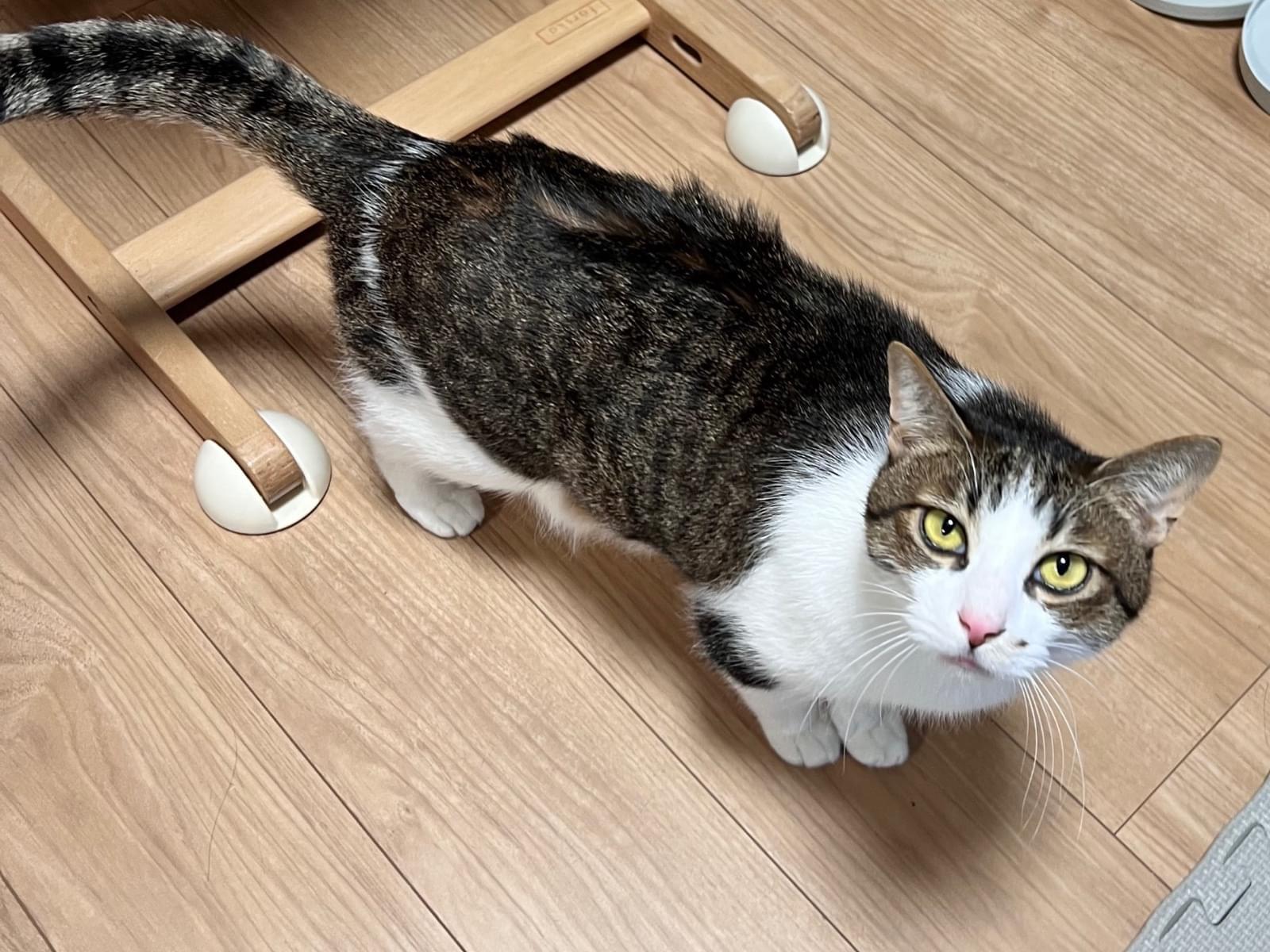 とらちゃん とらちゃん