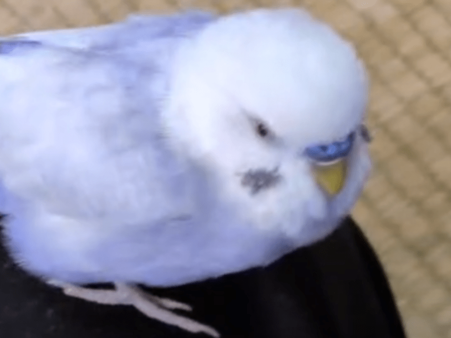 ぴいたんちゃん