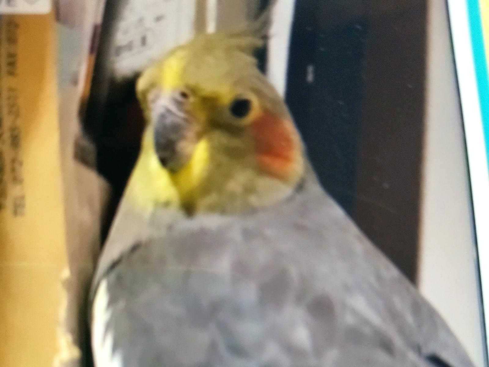 ココちゃん ココちゃん
