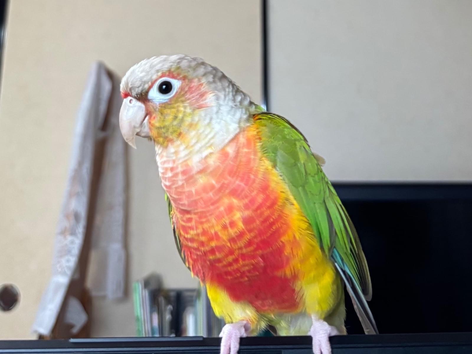 ぴあのちゃん ぴあのちゃん