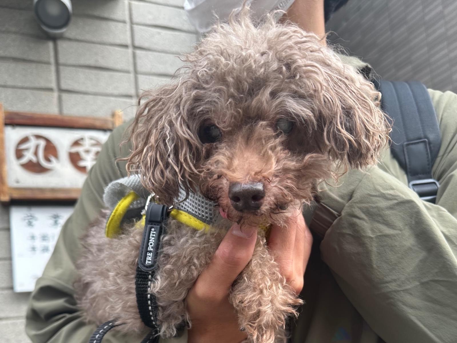 保護された犬 保護された犬