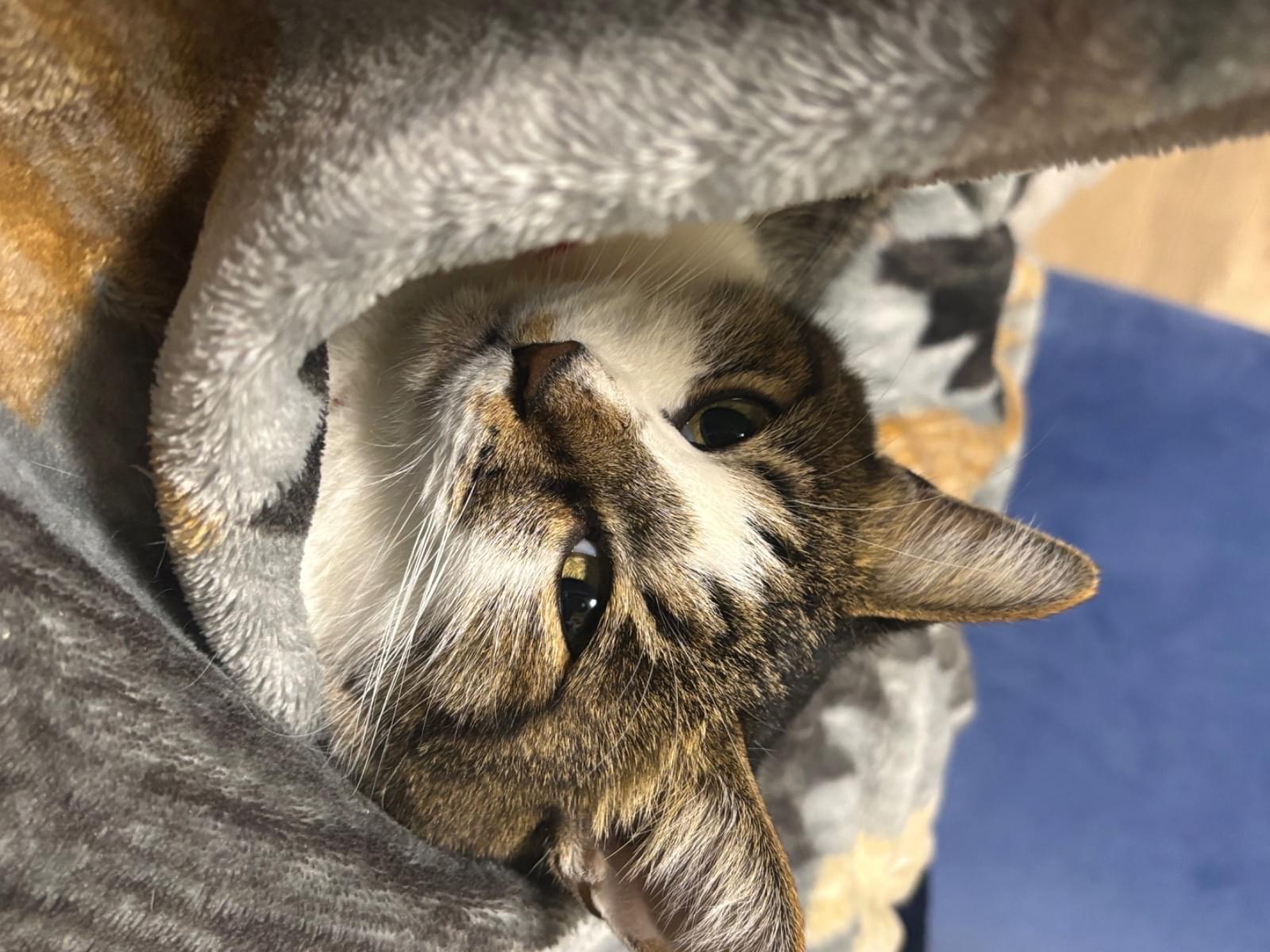 てんちゃん てんちゃん