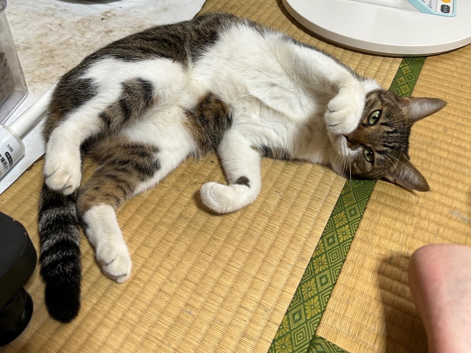 くーちゃん