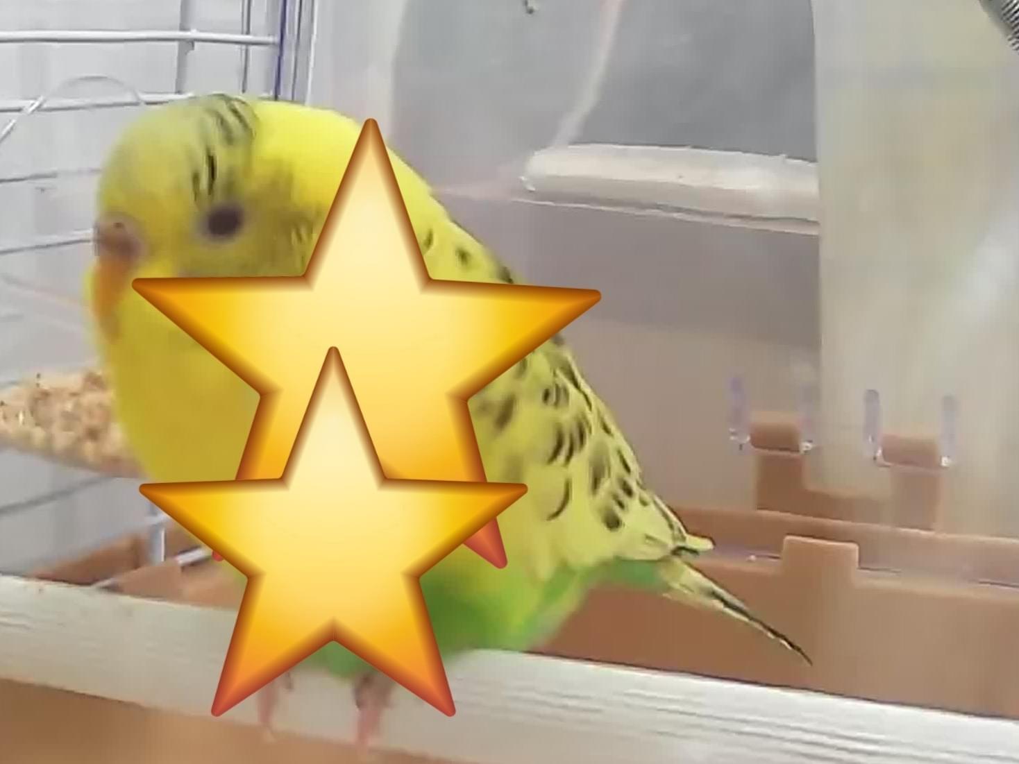 保護された鳥 保護された鳥
