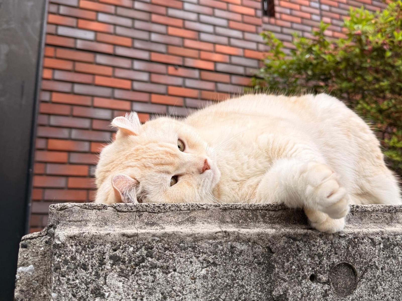 目撃された猫