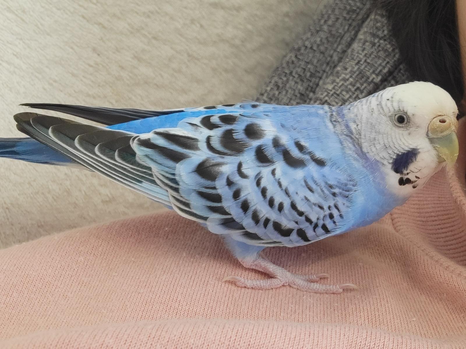 りんちゃん りんちゃん