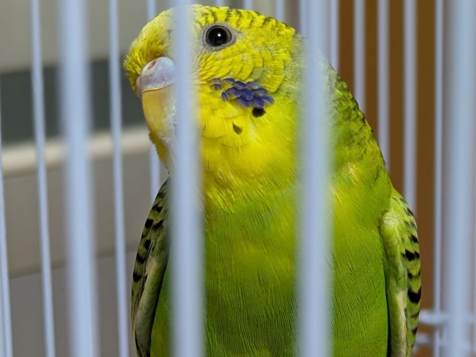 保護された鳥 保護された鳥
