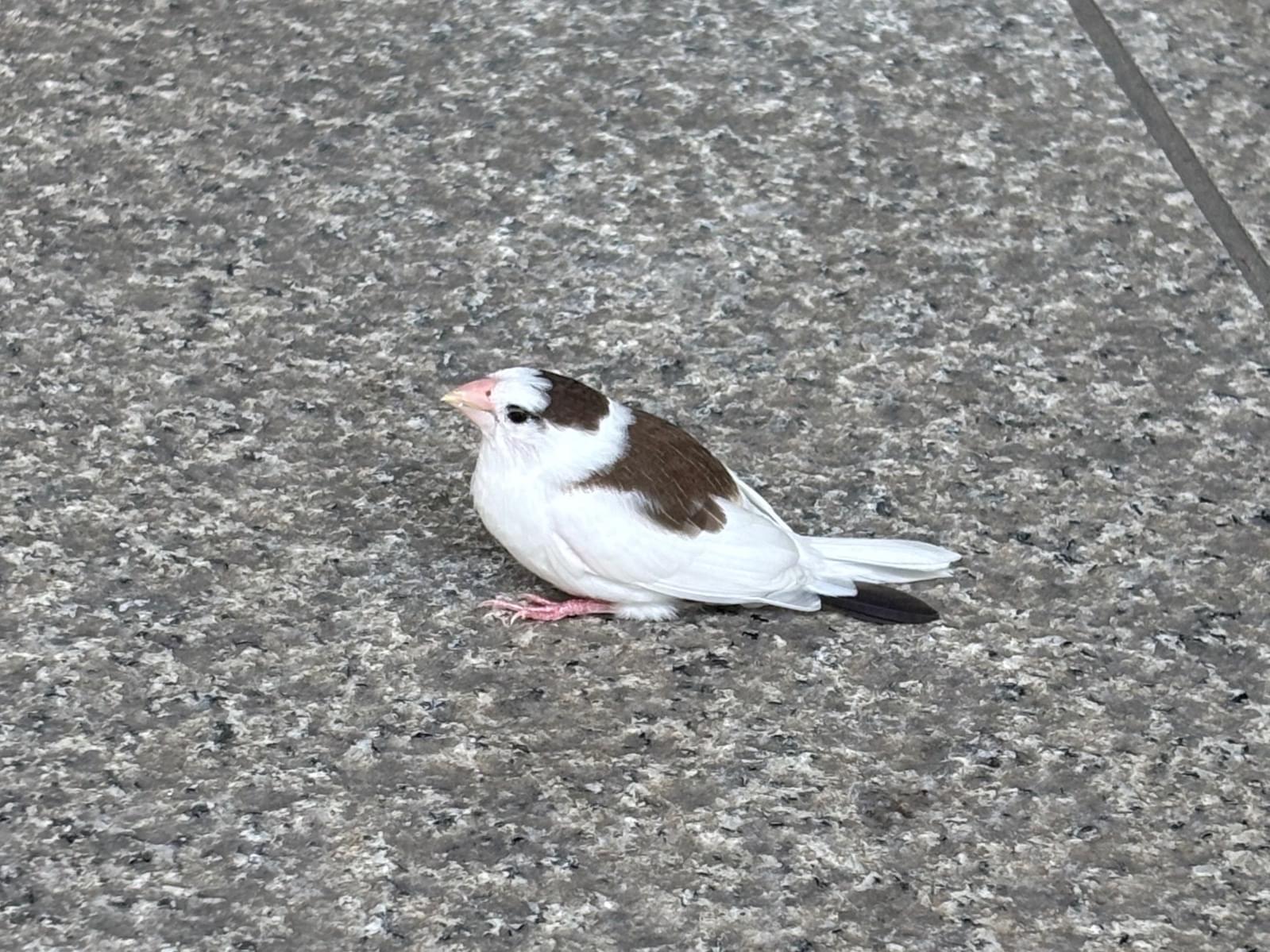 目撃された鳥 目撃された鳥