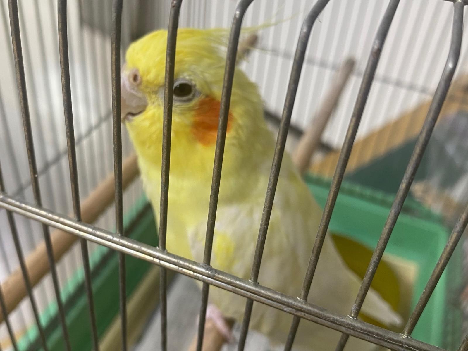 保護された鳥