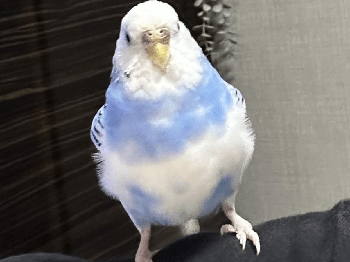ぴーちゃん ぴーちゃん