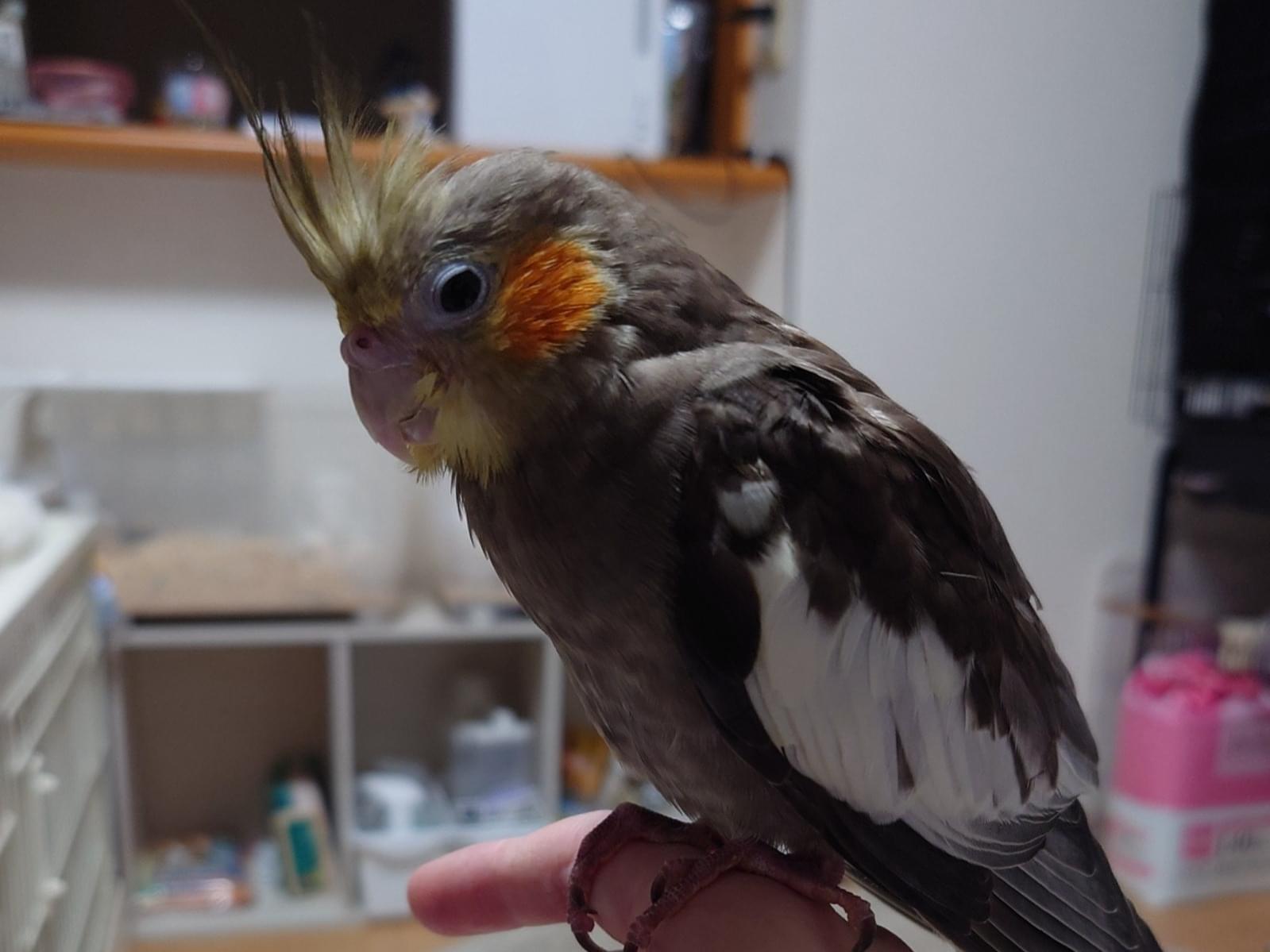 くぅちゃん くぅちゃん