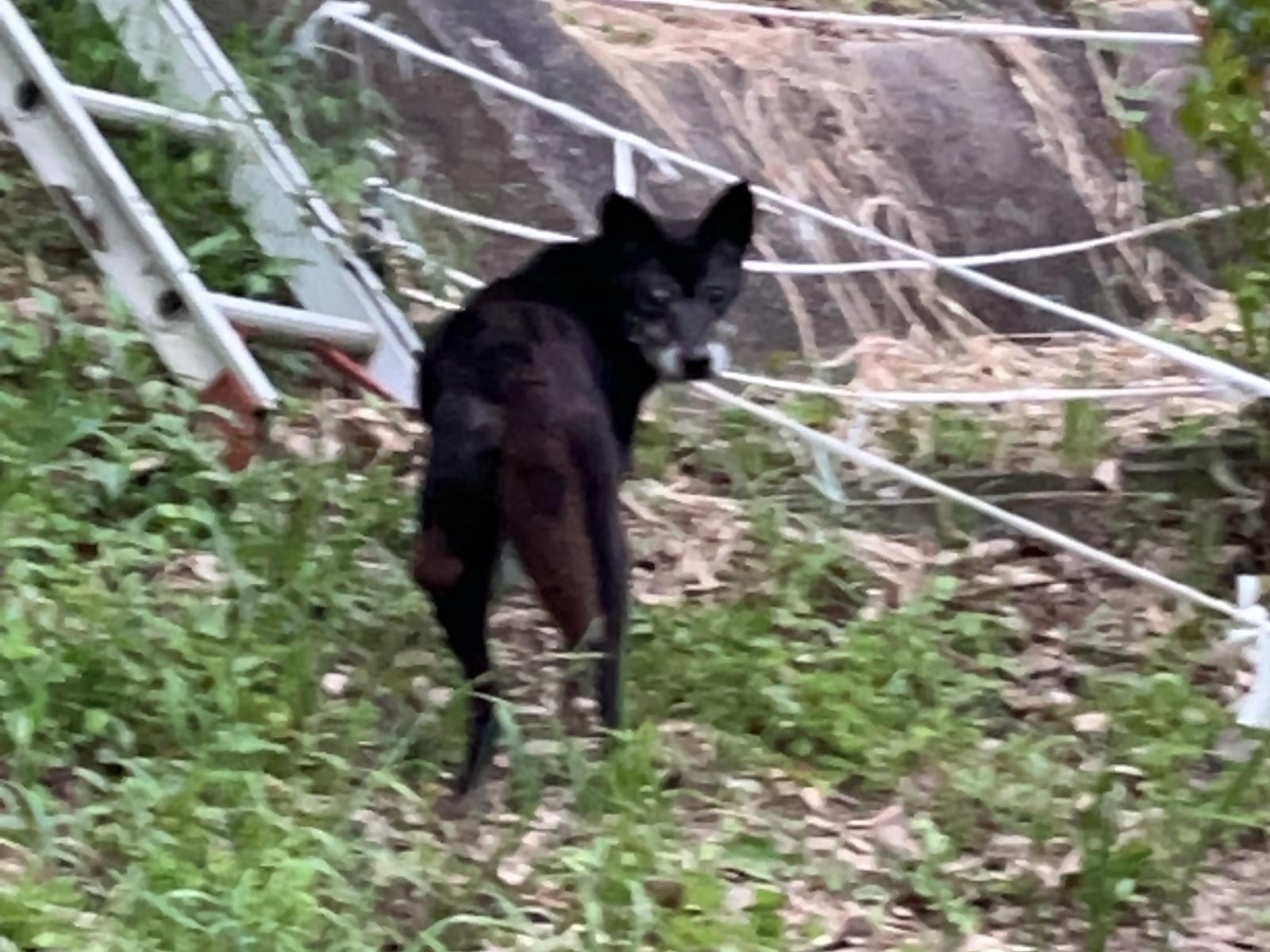 目撃された犬 目撃された犬