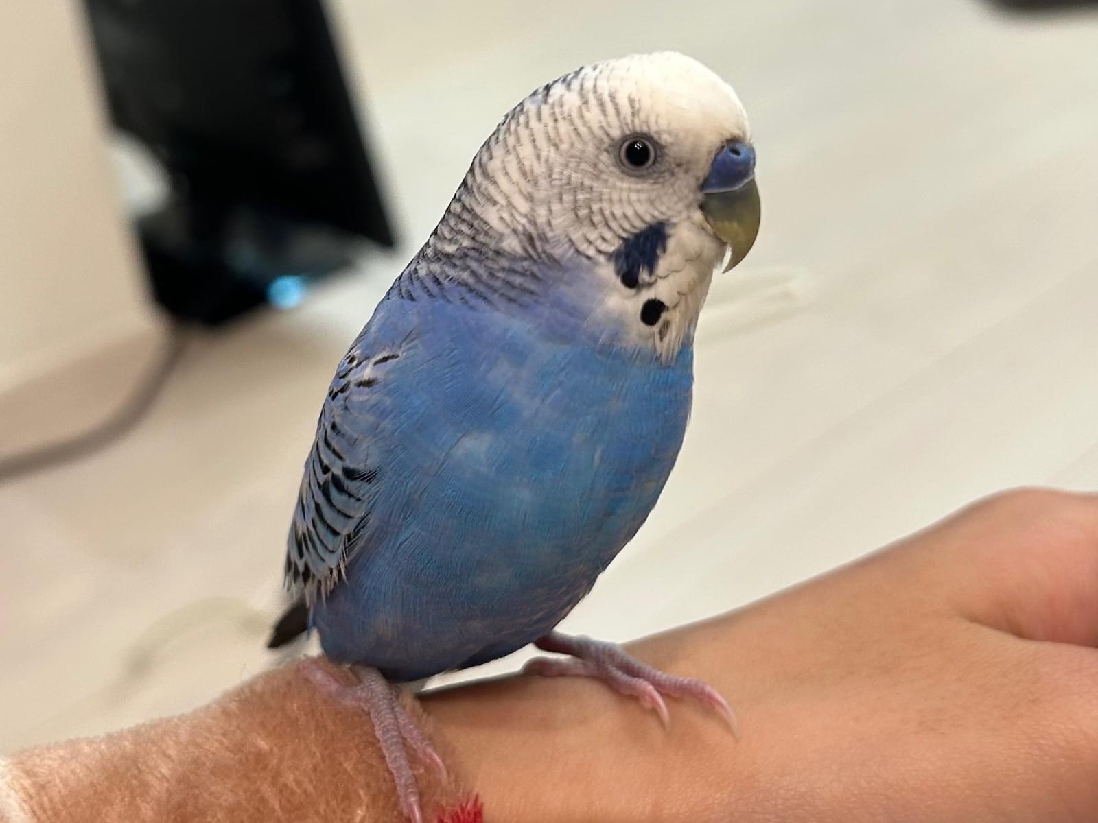 保護された鳥 保護された鳥