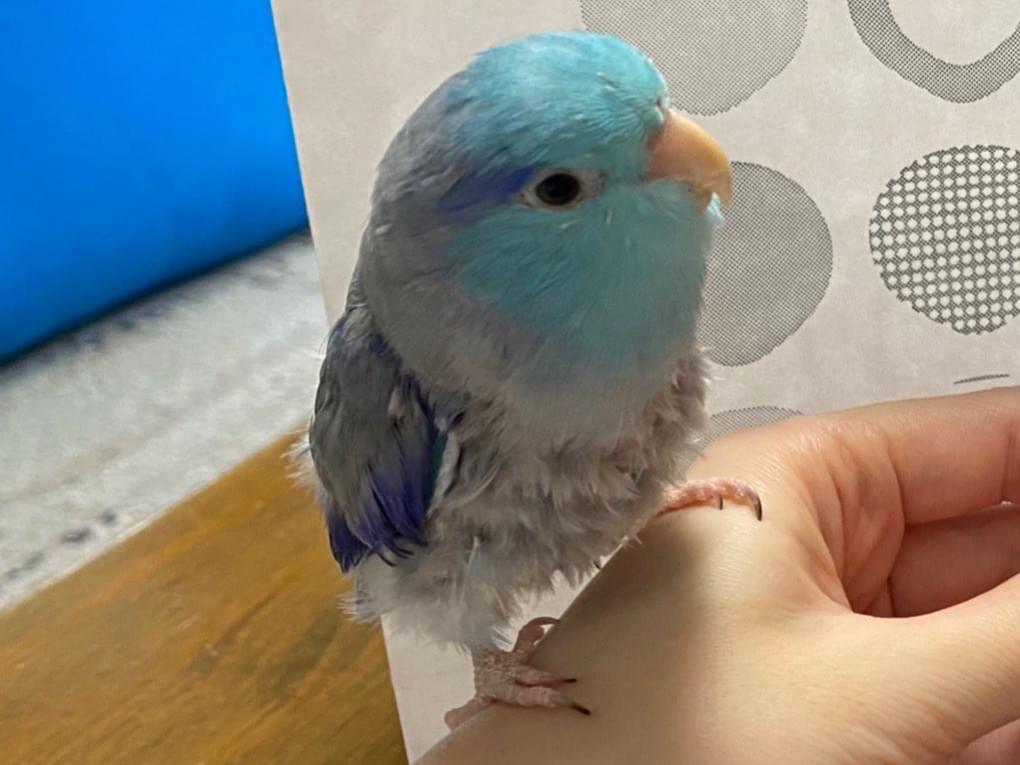 かいちゃん かいちゃん