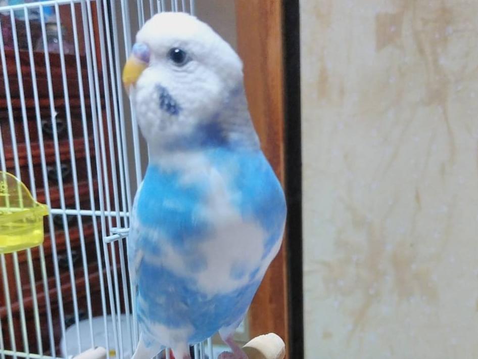 うにちゃん うにちゃん
