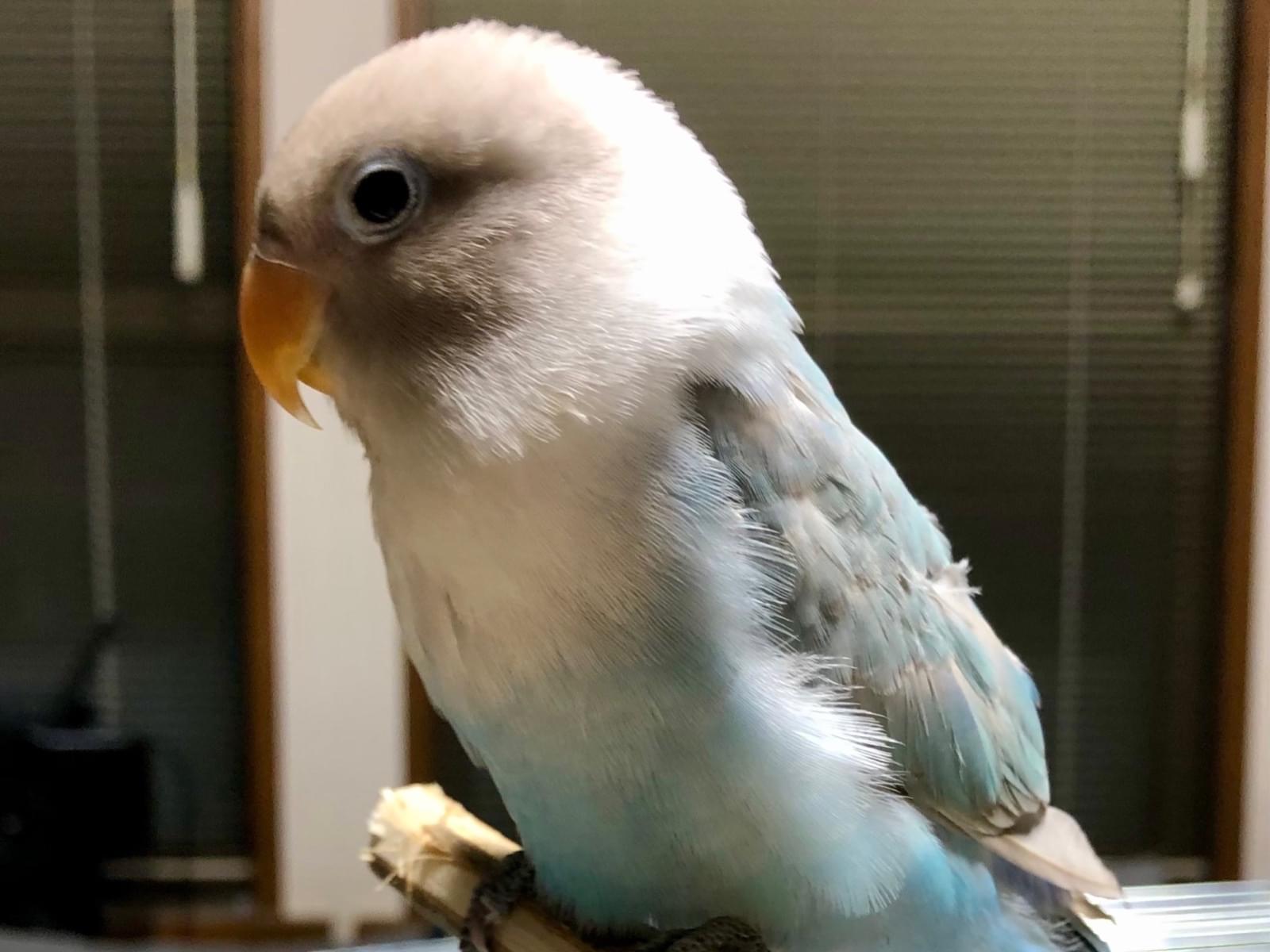 あおちゃん あおちゃん
