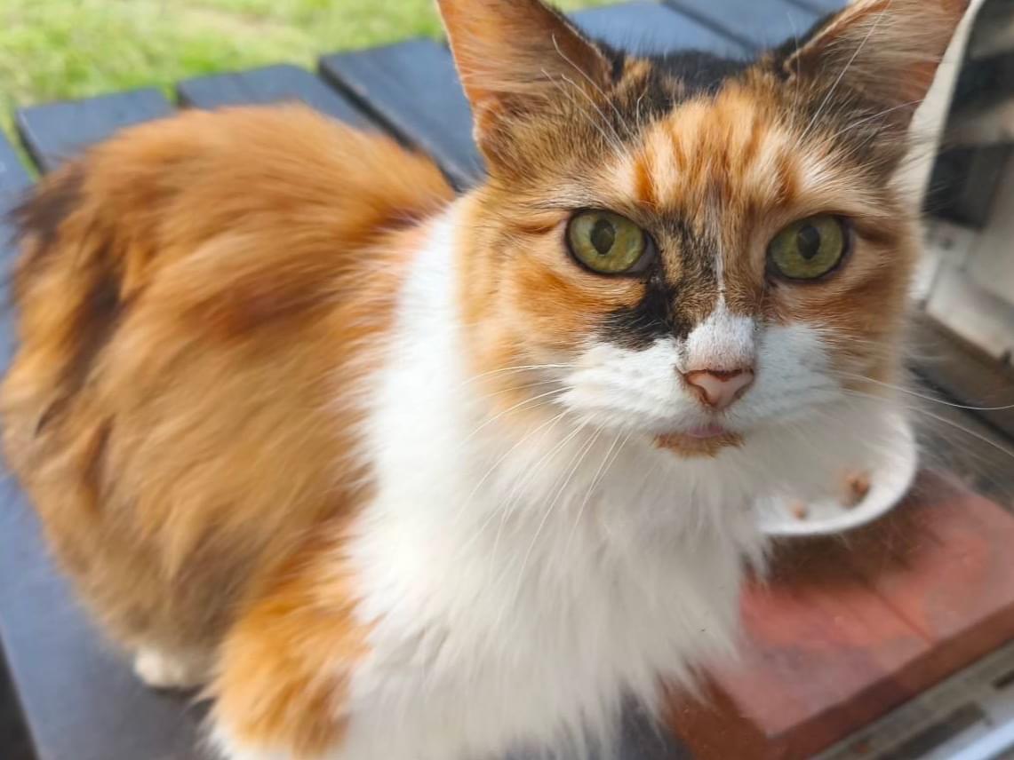 保護された猫