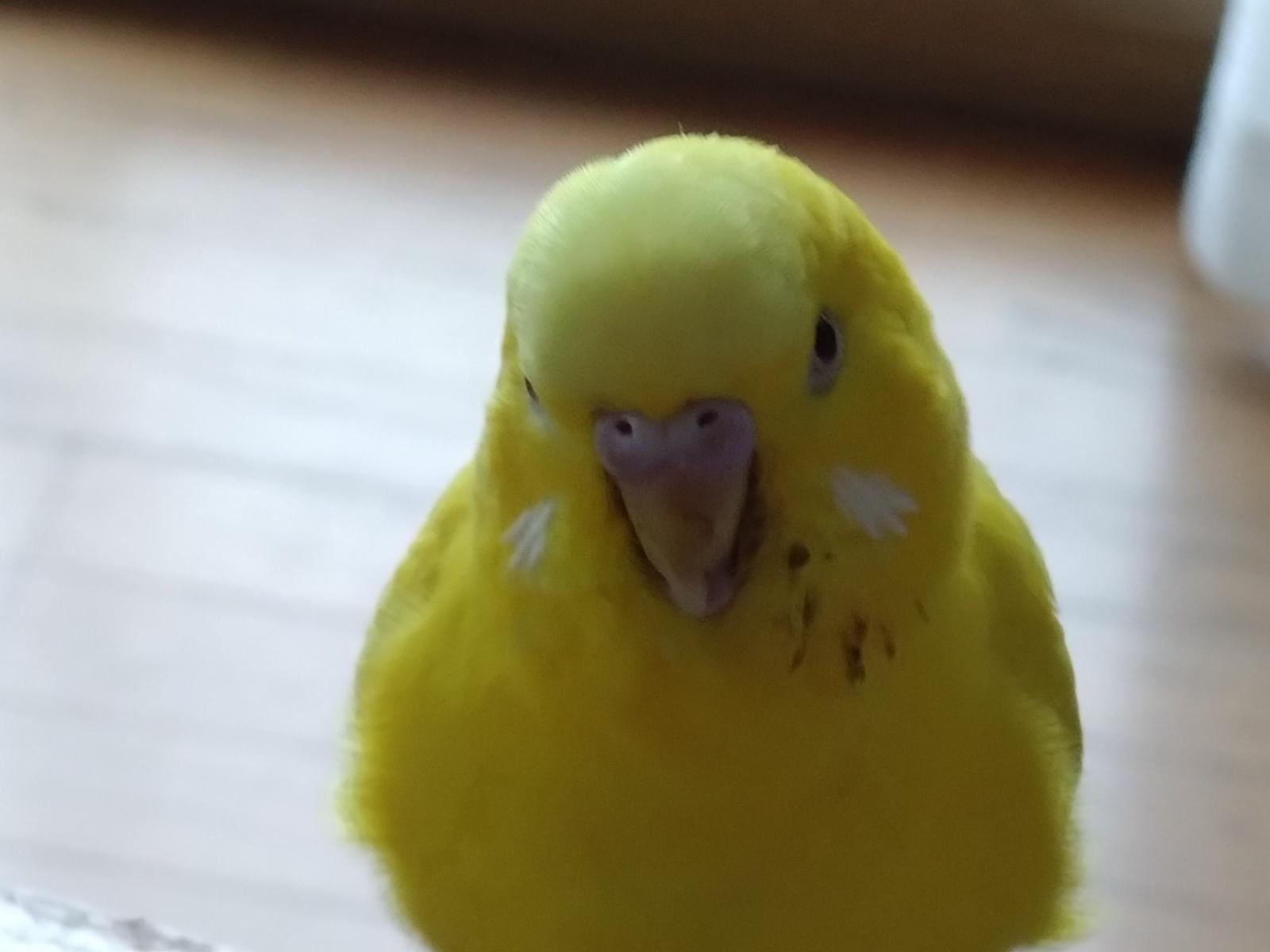 ちーちゃん ちーちゃん
