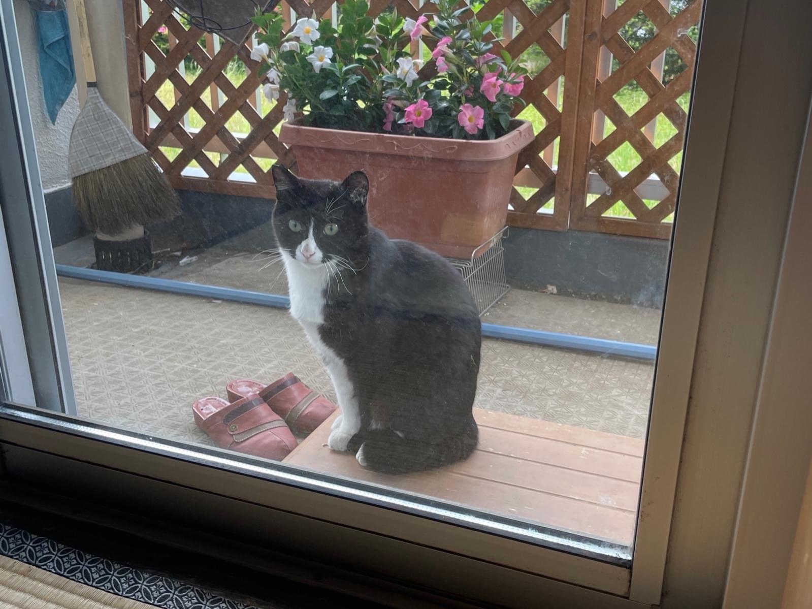 保護された猫 保護された猫