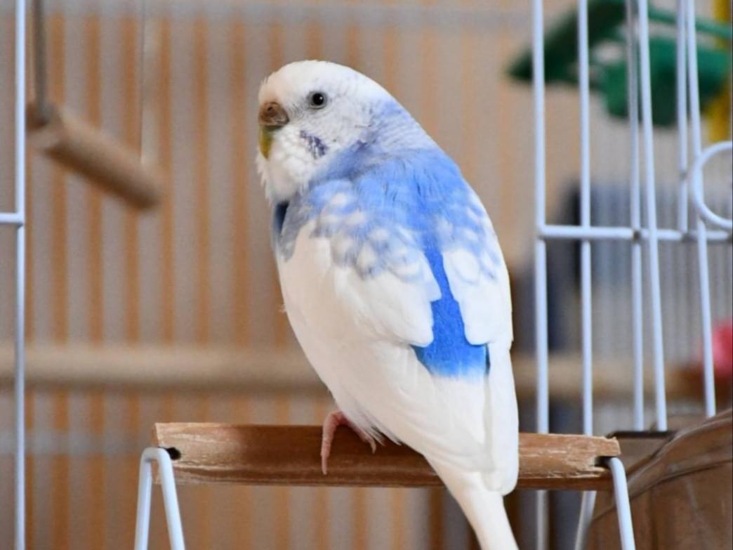 ぴぴちゃん ぴぴちゃん