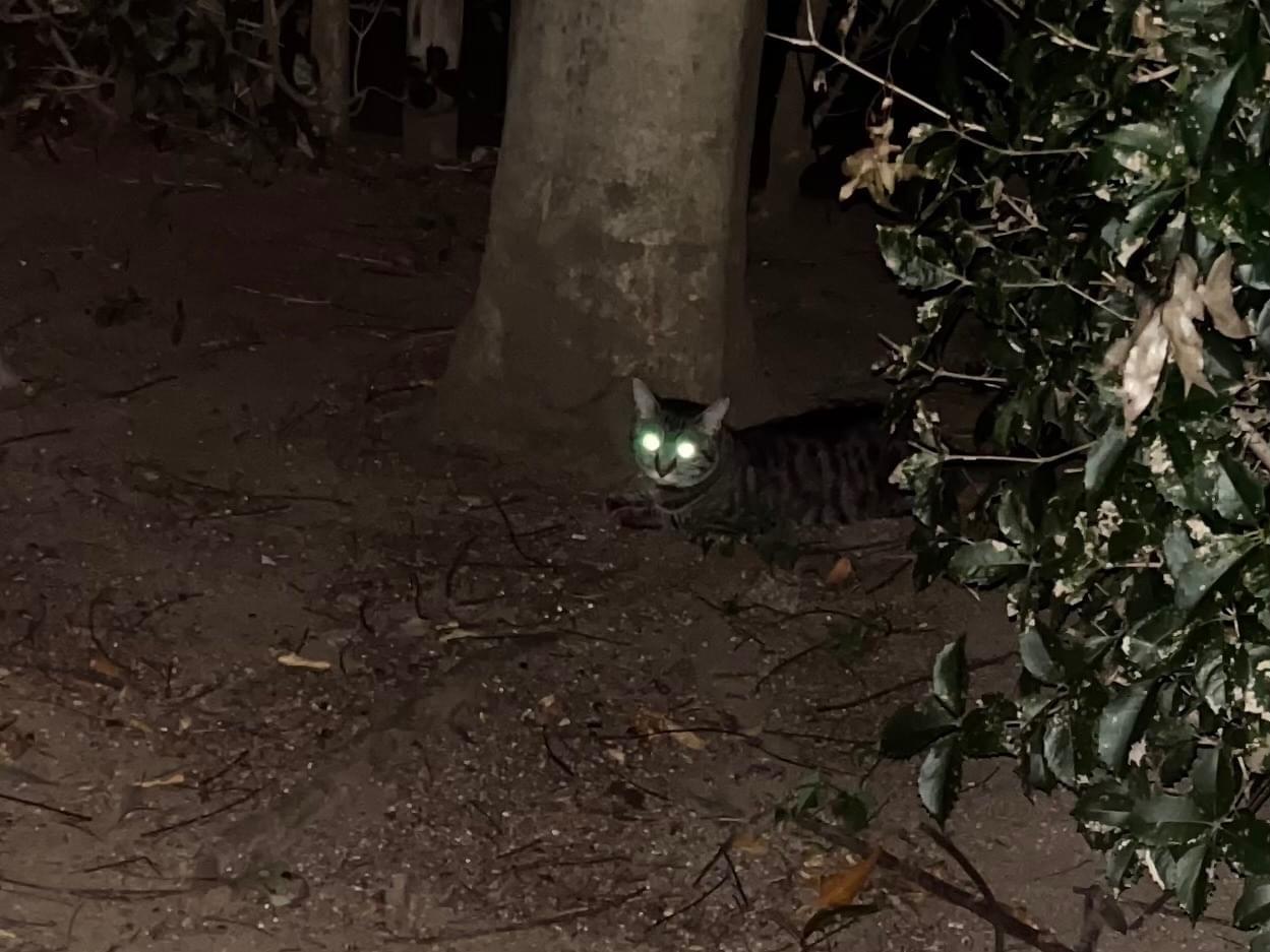 目撃された猫 目撃された猫