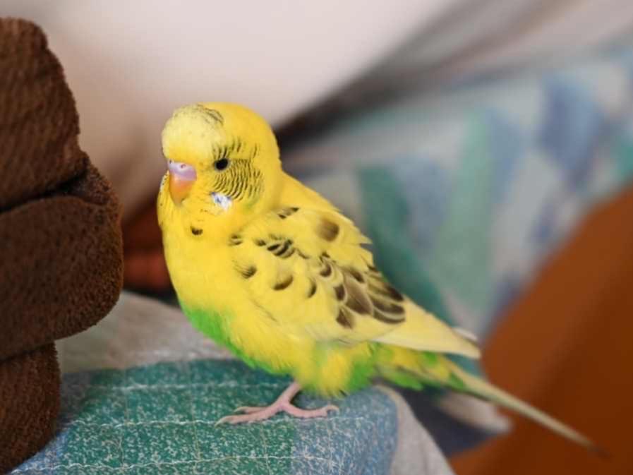 チャオちゃん チャオちゃん